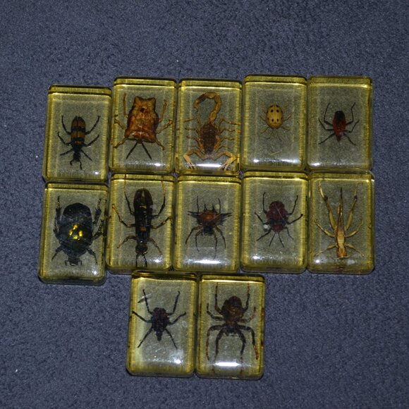 Real Insect Display Bundle 12 Piece Set With Clear Spider Scorpion Resin Cubes - Picture 1 of 5